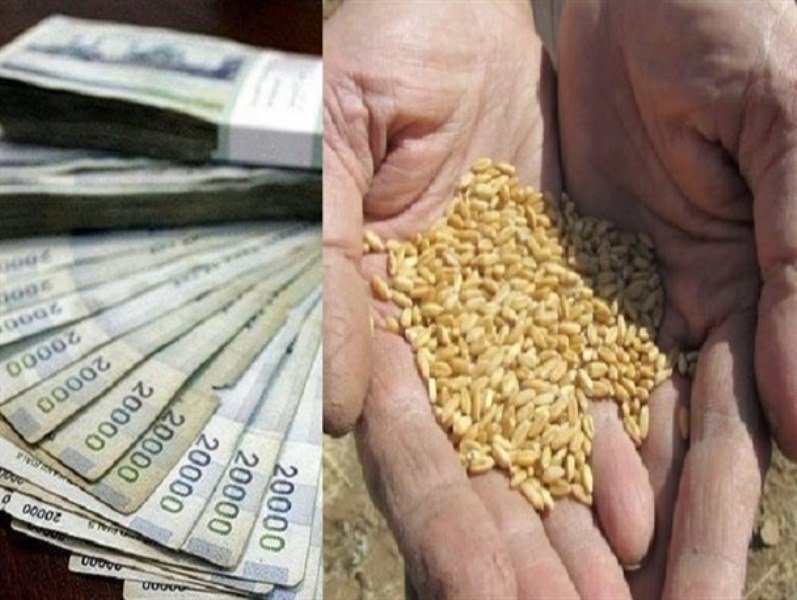 خرید تضمینی ۱۰۰ هزار تُن گندم در اصفهان 