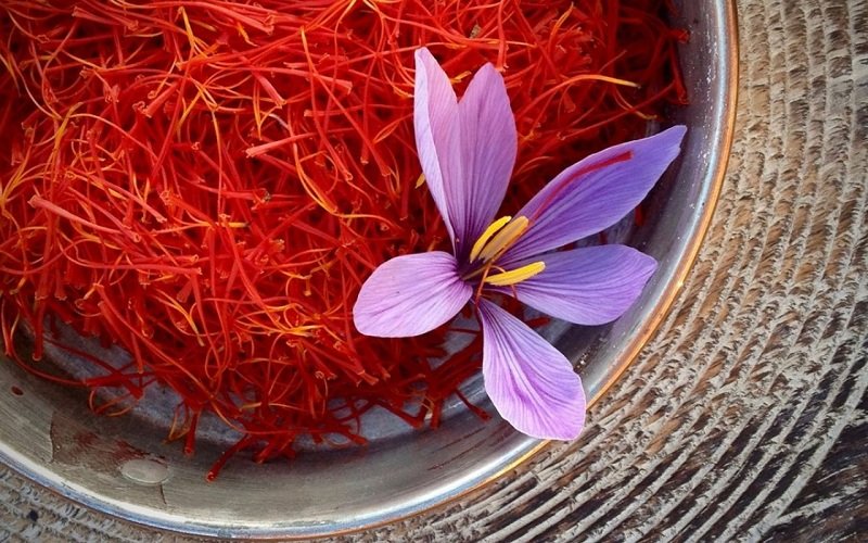 Cultivated land area of saffron in Isfahan is more than 1200 hectares
