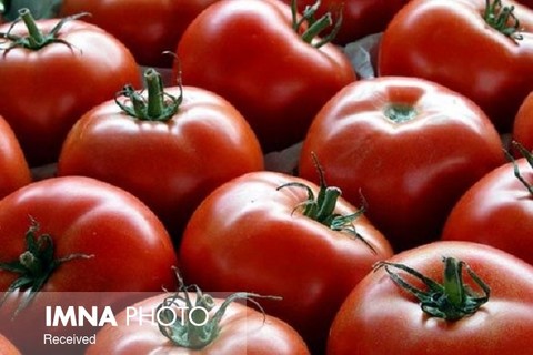 گوجه فرنگی حداکثر با قیمت ۳۲۰۰ تومان عرضه می‌شود