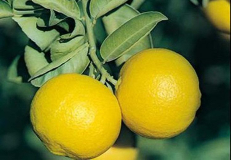 لیموشیرین؛ سم‌زدای طبیعی بدن