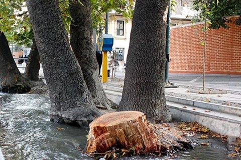 Hollow trees in Isfahan identified before cutting down