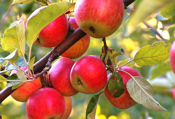مصرف «سیب» خطر ابتلا به ضعف و ناتوانی را کاهش می‌دهد