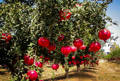 12th pomegranate festival to be held in Badrud