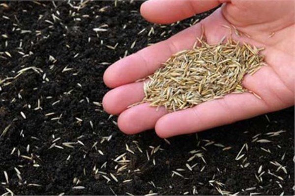 ضرورت افزایش تولید بذرهای هیبرید به دلیل مقاومت به تنش‌های خشکی