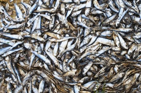 ۲۱۰ کیلوگرم ماهی فاسد در اردستان معدوم شد