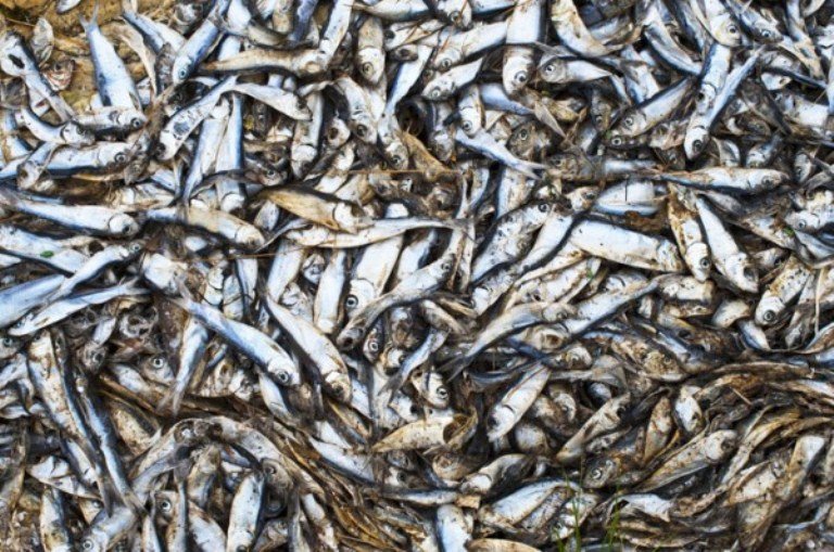 ۲۱۰ کیلوگرم ماهی فاسد در اردستان معدوم شد