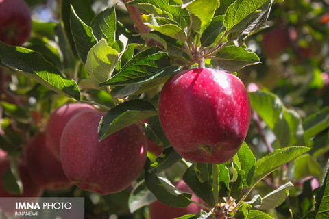 Isfahan's apples exports decreased about 6,000 tons