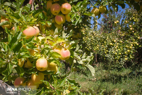 برداشت سیب از باغات شهرستان سمیرم