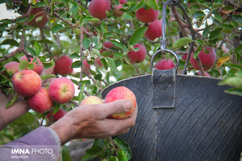 صادرات سیب درختی از اصفهان حدود ۶ هزار تن کاهش یافته است