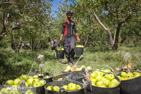 برداشت سیب از باغات شهرستان سمیرم