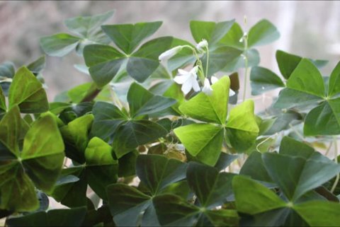 گیاهانی که خوش شانسی می‌آورند 