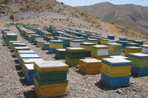 شهرضا در جایگاه سوم تولید عسل استان
