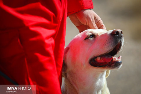 مانور مشترک تیم های جستجو و نجات با سگ هلال احمر ایران و آلمان