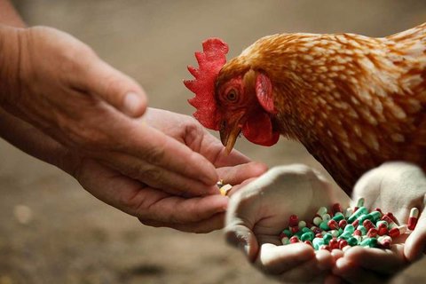 مصرف آنتی بیوتیک‌های حیوانی؛ تهدید جهانی برای سلامت انسان‌ها
