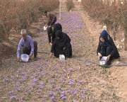 تنها نیمی از طلب زعفران کارها پرداخت شده است