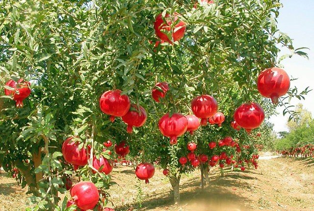 12th pomegranate festival to be held in Badrud