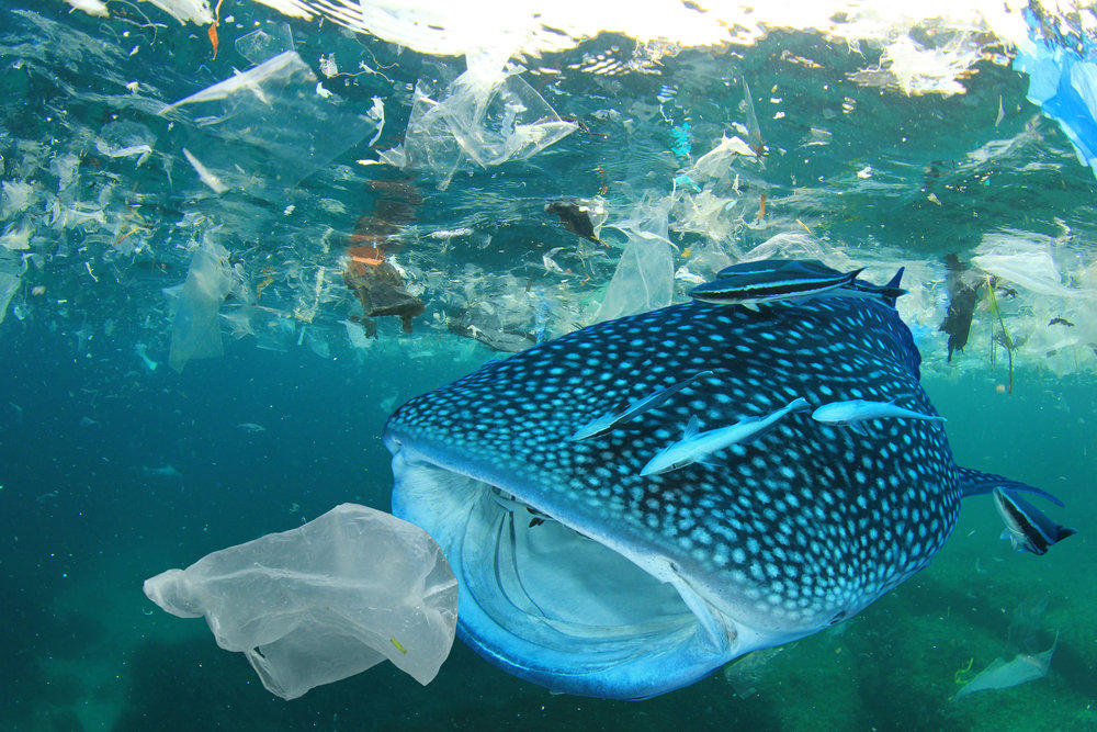 موفقیت اعمال قوانین ممنوعیت پلاستیک در کاهش آلودگی