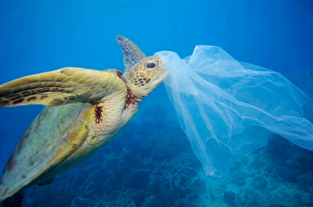 کیسه‌های پلاستیکی و نابودی هزاران گونه جانوری از زمین تا دریا