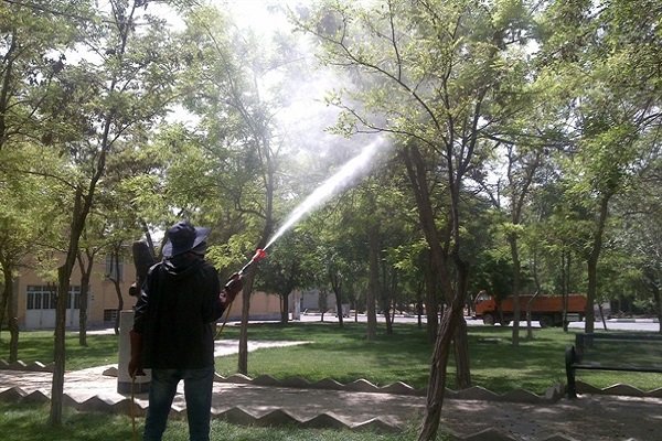 اجرای طرح محلول‌پاشی درختچه‌ها و بوته‌های گل سطح شهر قزوین