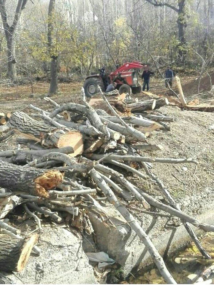 واکنش شهرداری به قطع درختان بلوار علوی خرم‌‎آباد