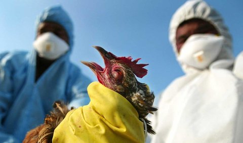 پرداخت به‌روز غرامت واحدهای خسارت دیده از آنفلوانزای فوق حاد پرندگان