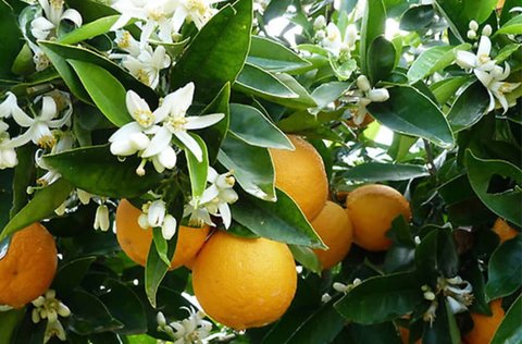شهروندان آسیب به درختان بهار نارنج را اطلاع‌رسانی کنند