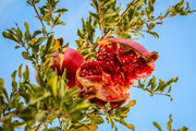 سیزدهمین جشنواره انار بادرود در ماه آبان‌ برگزار می‌شود