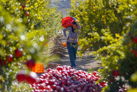 Dance Among Pomegranates