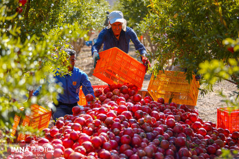 Dance Among Pomegranates