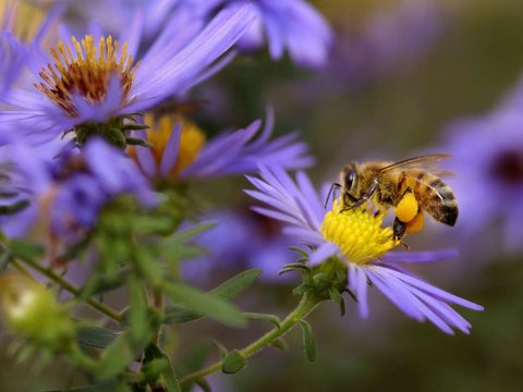 کاهش جمعیت زنبورها، امنیت غذایی را به خطر می‌اندازد