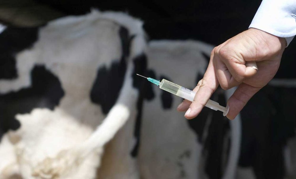 طرح رایگان واکسن طیور در روستاهای شاهین شهر و میمه