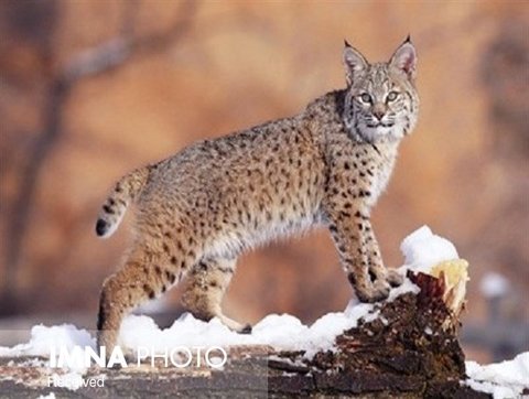 Isfahan's Canine and Felidae in danger of extinction