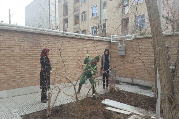 آغاز طرح فراگیر کاشت درخت در منازل تهرانی ها از ۱۰ دی ماه