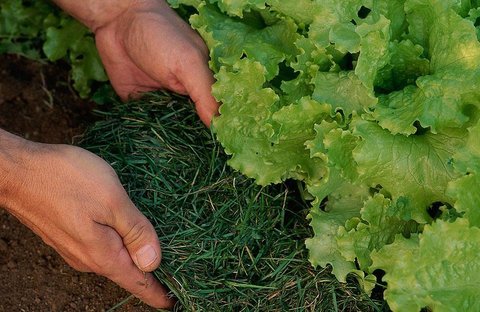 کود سبز باعث افزایش کمی و کیفی تولیدات کشاورزان می‌شود