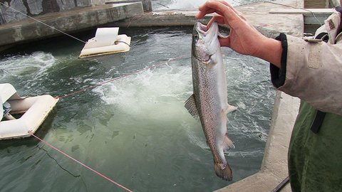 تولید سالانه ۶۳۰ تن ماهی در گلپایگان