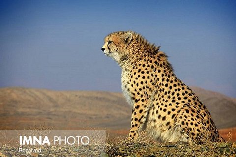 What are the potential strategies to mitigate cheetah mortalities on Iran’s roads?
