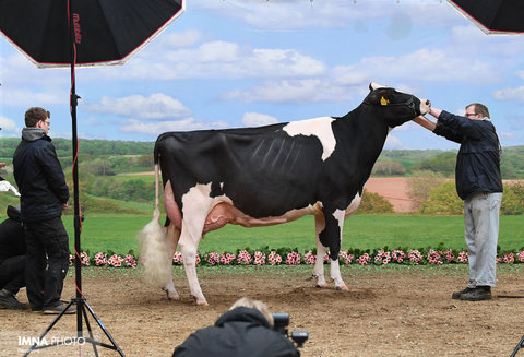آماده کردن یک گاو برای عکسبرداری در نمایشگاه زیباترین گاوهای شیرده