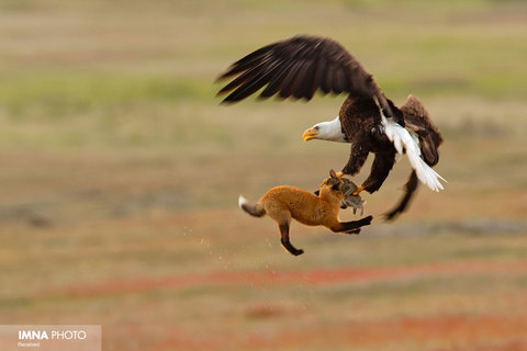 شکار روباه شکارچی توسط عقاب در واشنگتن