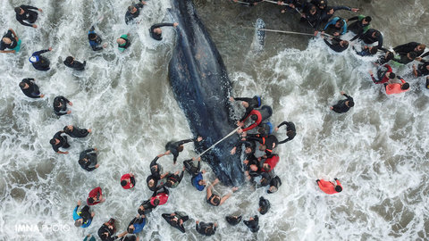گروه امداد و افراد محلی در حال نجات یک نهنگ به گل نشسته