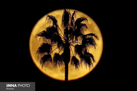 تصویر ماه کامل در پس یک نخل در کالیفرنیا