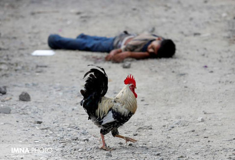 راه رفتن یک خروس در کنار جسد یک تبهکار در هندوراس