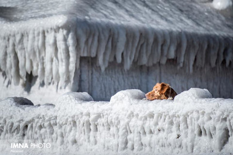 نگاه به بیرون سگ از یک خانه یخ زده در دانمارک