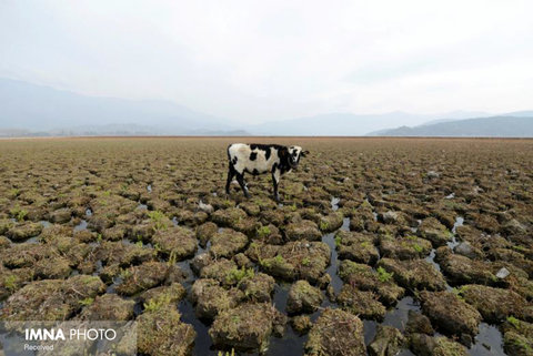 چرای یک گاو در زمینی که قبلا زیر آب بوده در شیلی