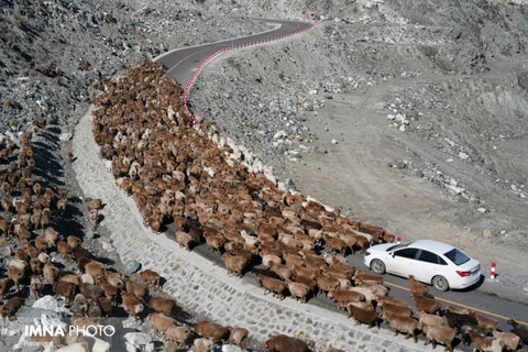 عبور فصلی گوسفندان از کنار جاده در چین
