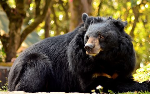 Asian Black Bear Seen in Southeastern Iran
