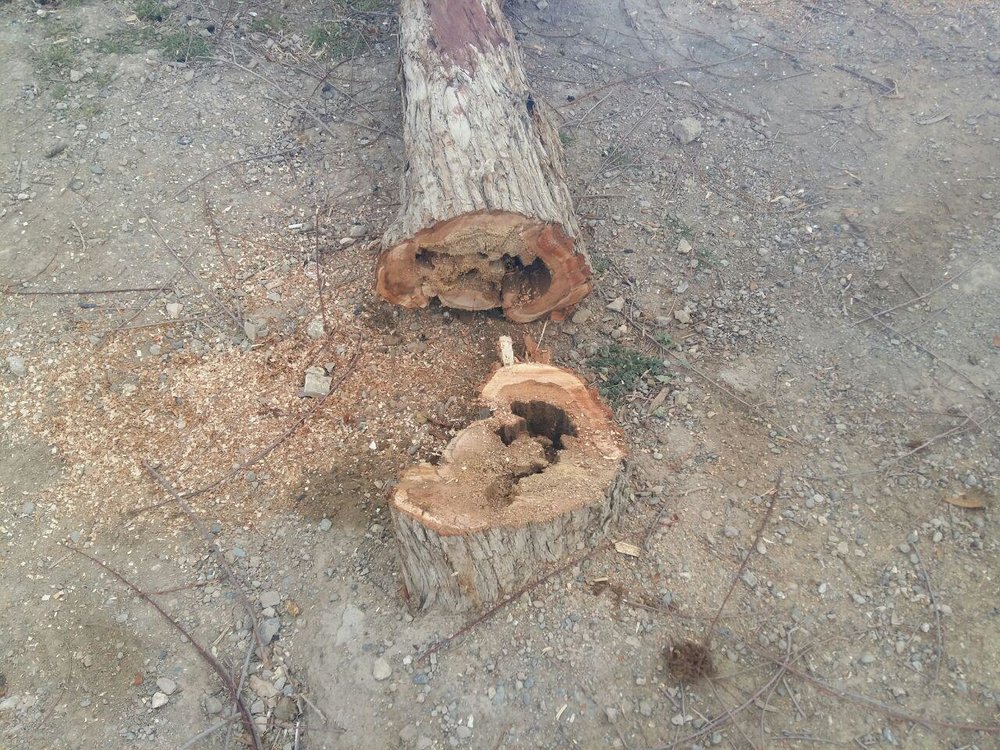 درختان خطرآفرین ناژوان قطع می‌شود/ زندگی قورباغه‌ها در تنه درخت پوک شده