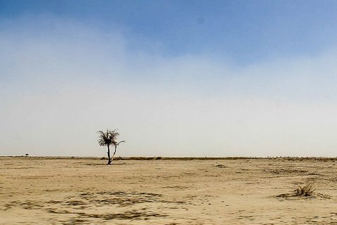 خشکی تالاب جازموریان منشأ ۲۵ درصد گرد و غبار داخلی کشور/وضعیت بحرانی دام در خراسان‌جنوبی