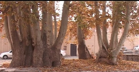 ثبت درخت چنار کهنسال بازار نطنز در فهرست میراث طبیعی کشور