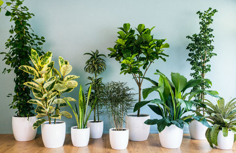 بهترین گیاهان برای نگهداری در داخل آپارتمان کدام است؟