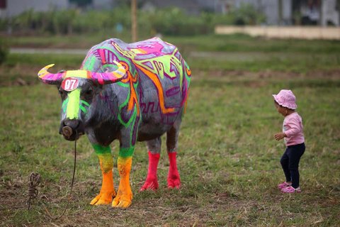 A girl stands next to a painted buffalo, an entrant in a contest that is part of the Tich Dien festival celebrating the importance of agriculture
